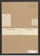Surirella euglypta Ehr. (de-Toni-Nr.: Genus 53, Species 2242) Zeichnungen Sammlung Grunow Nr. 4670 (NHMW-BOT-W0372738)